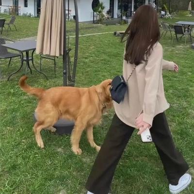 紫苑草
